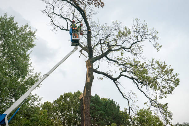 Best Tree and Shrub Care  in Clinton, AR